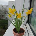 C'est le printemps ! Après des mois d'attente, voilà le résultat.